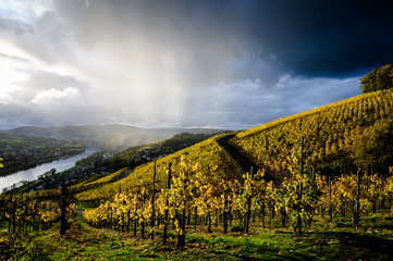 Obraz premium Weinberg im Regen mit Straße und stimmungsvollem Licht