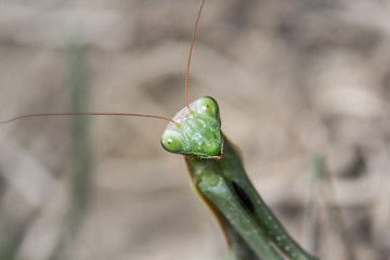 Portrait of European Mantis or Praying Mantis, Mantis religiosa, in nature