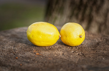  Ripe lemons on an old tree stump. Shallow depth of field.