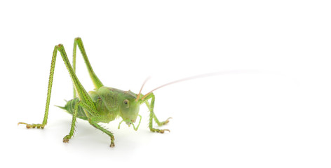 Locust isolated on white.