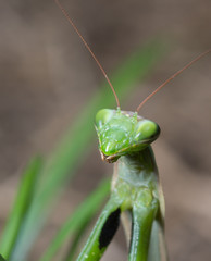 Portrait of European Mantis or Praying Mantis, Mantis religiosa, in nature