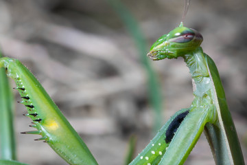 Portrait of European Mantis or Praying Mantis, Mantis religiosa, in nature