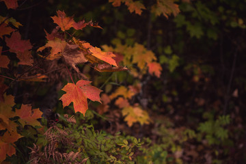 Fall Color Sugar Maple