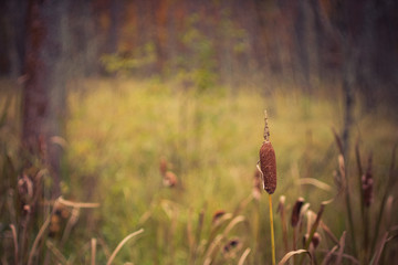 Close View of Cattail