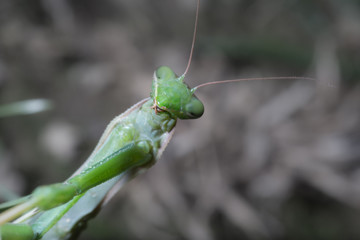 Portrait of European Mantis or Praying Mantis, Mantis religiosa, in nature