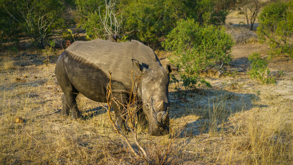 white rhino in kruger national park, mpumalanga, south africa 27