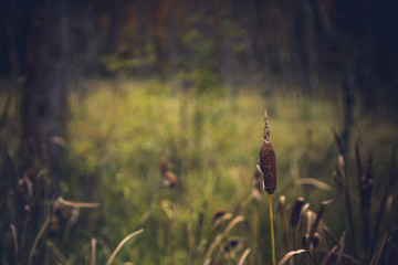 Cattail in Wet Meadow