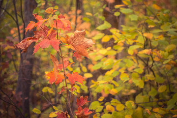 Sugar Maple in Fall Colors