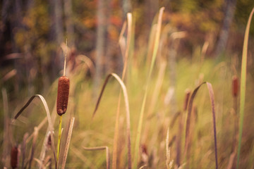 Cattail Swamp in Fall