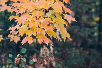 Sugar Maple Leaves in Fall
