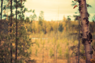 Boreal Forest Landscape in Fall