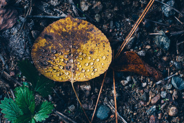 Fallen Aspen Leaf After Rain