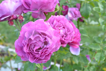 紫のバラの背景・薄曇り