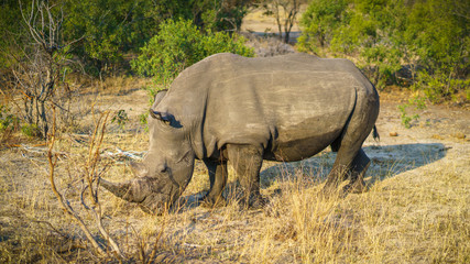 Obraz premium white rhino in kruger national park, mpumalanga, south africa 36