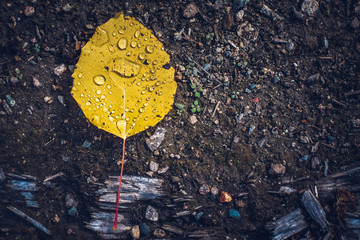 Aspen Leaf on Ground After Rain