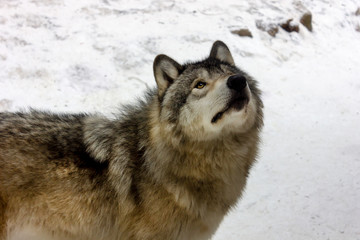 portrait of wolf nearby on the snow background