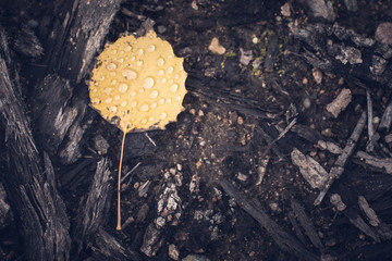 Yellow Aspen Leaf After Rain