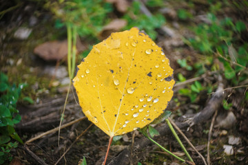Closeup of Wet Aspen Leaf in Fall
