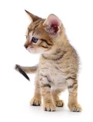 Kitten on white background.
