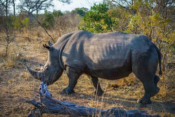 white rhino in kruger national park, mpumalanga, south africa 44