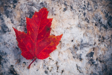Red Maple Leaf on Granite