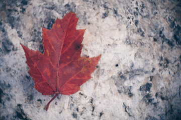 Maple Leaf on Granite