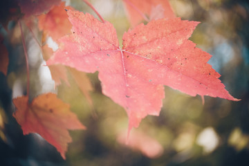 Close View of Red Maple Leaves in Fall