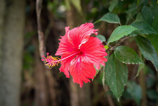 Pink Tropical Flower