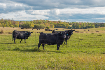Cattle in Early Fall