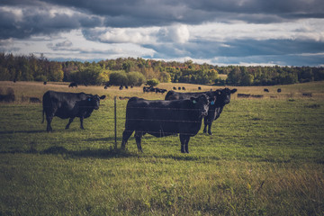 Cows on Late Summer Day
