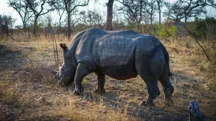 white rhino in kruger national park, mpumalanga, south africa 53