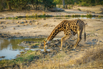 giraffe in kruger national park, mpumalanga, south africa