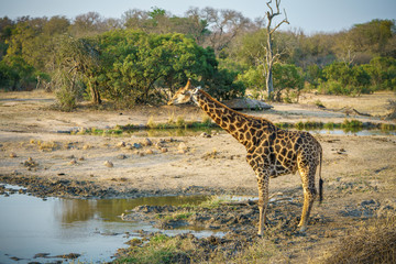Fototapeta na wymiar giraffe in kruger national park, mpumalanga, south africa