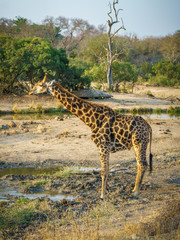 giraffe in kruger national park, mpumalanga, south africa
