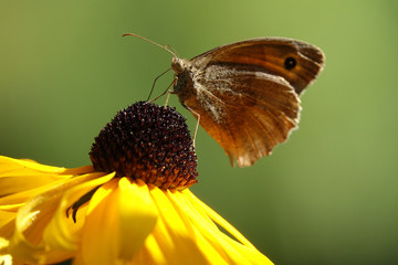 Obraz premium Großes Ochsenauge auf Sonnenhut