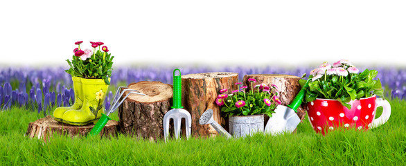 isolated garden background with crocus and plants 