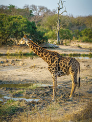 giraffe in kruger national park, mpumalanga, south africa