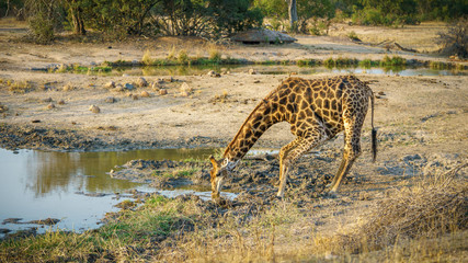 Fototapeta na wymiar giraffe in kruger national park, mpumalanga, south africa