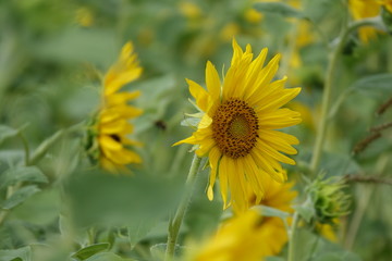 Sonnenblume