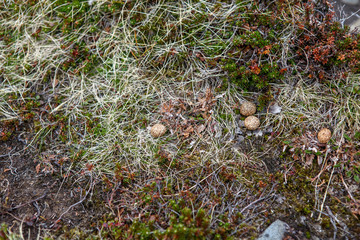 Low Northern grass covers the stones