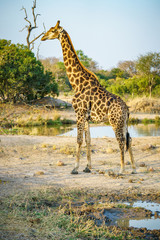 giraffe in kruger national park, mpumalanga, south africa