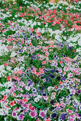field of flowers of different shades of purple, white