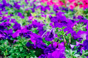 field of flowers of different shades of purple, white