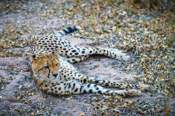 cheetah in kruger national park, mpumalanga, south africa