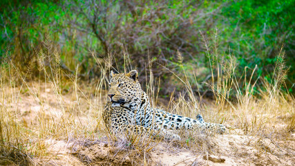 leopard in kruger national park, mpumalanga, south africa