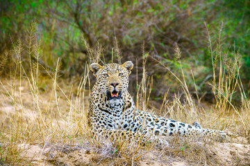 leopard in kruger national park, mpumalanga, south africa