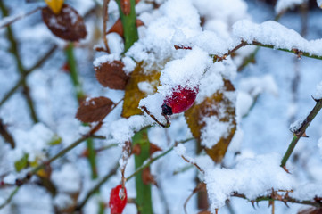 Beautiful Rose Hips under the snow in winter