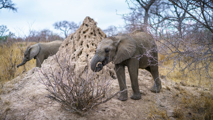 elephants in kruger national park, mpumalanga, south africa