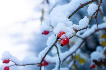 Beautiful Rose Hips under the snow in winter