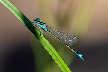 blaue Jungfer Libelle
